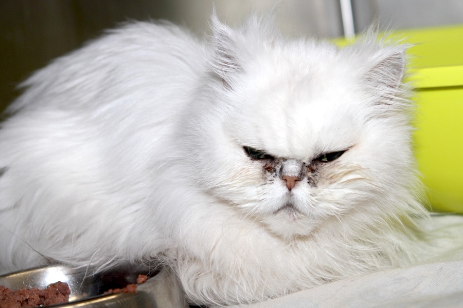 babajaga IMG_4363we babajaga IMG_4363we