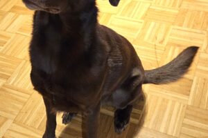 balu IMG_01 balu IMG_01