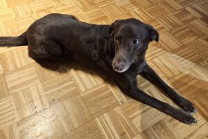 balu IMG_02 balu IMG_02