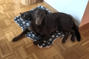 balu von privat balu von privat