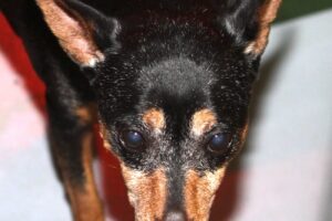 bambi lilly IMG_5537we