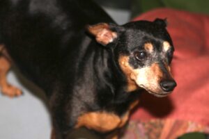 bambi lilly IMG_5549we