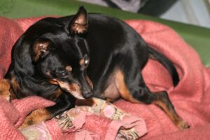 bambi lilly IMG_5554we