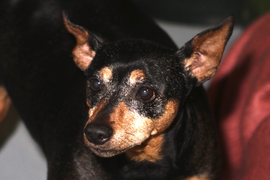 bambi lilly IMG_5556