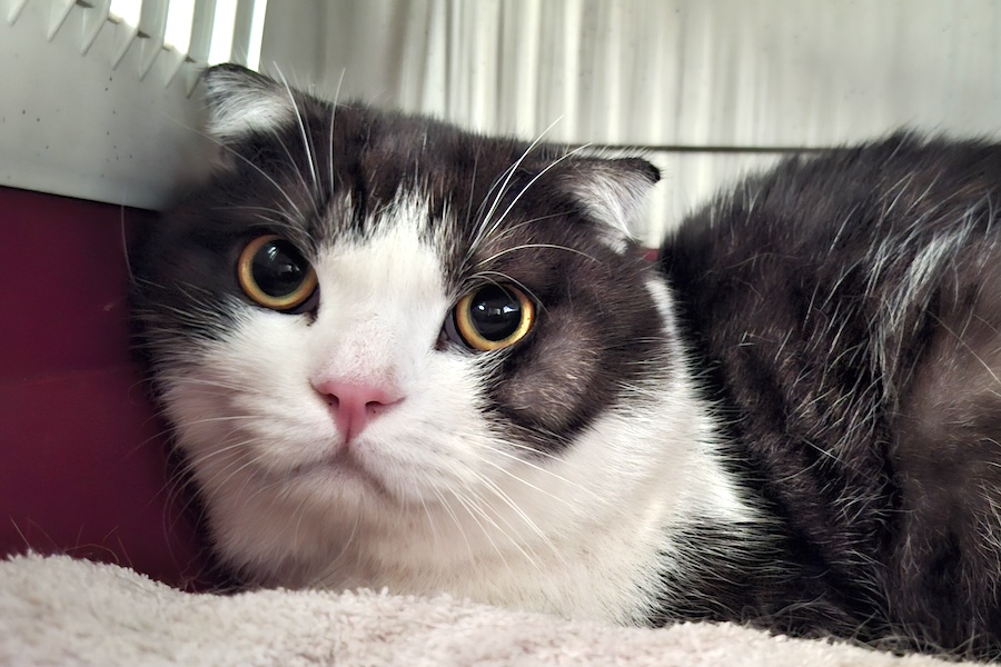 barney IMG_004 barney IMG_004