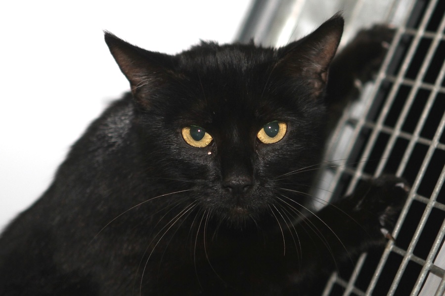 bellatrix IMG_4535we bellatrix IMG_4535we