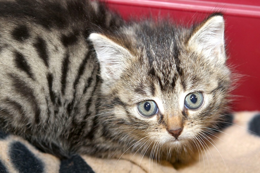 billy IMG_5598 billy IMG_5598