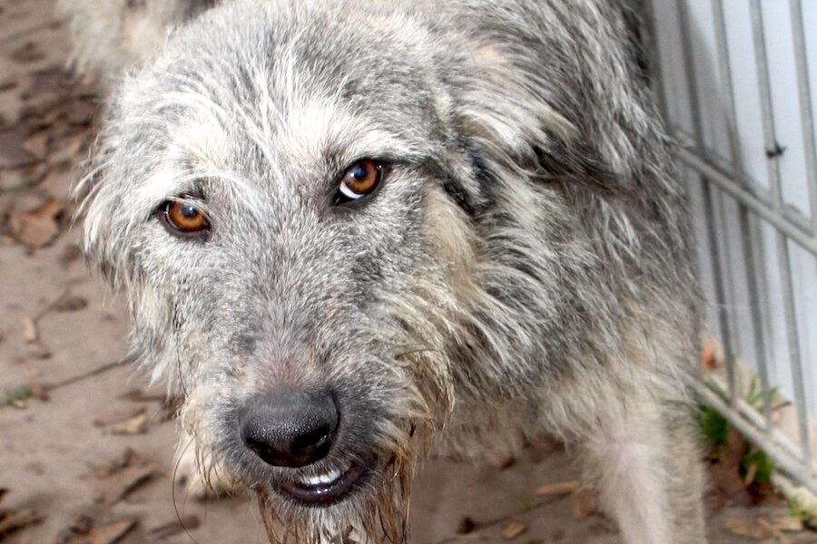 cooper IMG_5147we cooper IMG_5147we