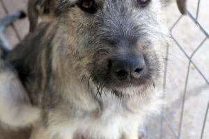 cooper pfotenherz IMG002 cooper pfotenherz IMG002