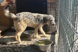 cooper pfotenherz IMG003 cooper pfotenherz IMG003