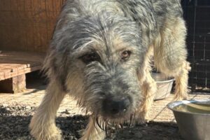 cooper pfotenherz IMG004 cooper pfotenherz IMG004