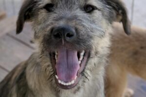 cooper pfotenherz IMG005 cooper pfotenherz IMG005