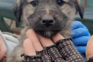 cooper pfotenherz IMG006 cooper pfotenherz IMG006