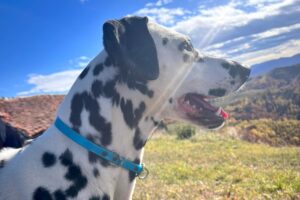 dalma IMG_0002 dalma IMG_0002