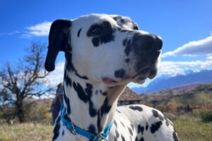 dalma IMG_0004 dalma IMG_0004