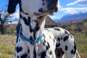 dalma IMG_0008 dalma IMG_0008