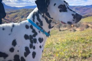 dalma IMG_0009 dalma IMG_0009