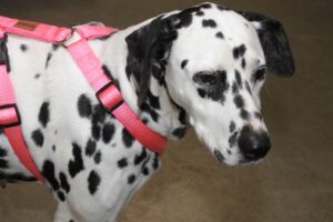 dalma IMG_5039we dalma IMG_5039we