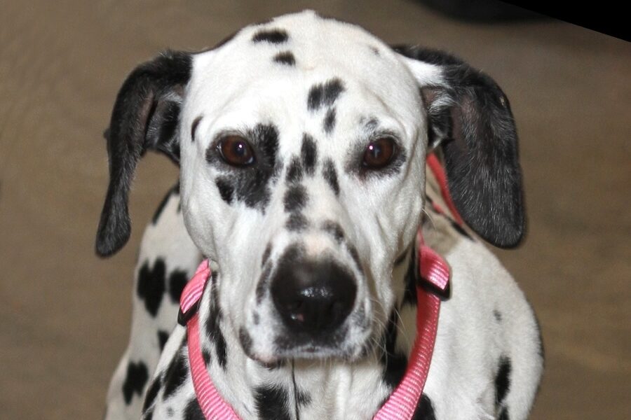 dalma IMG_5043we dalma IMG_5043we