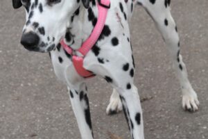 dalma IMG_5253we dalma IMG_5253we