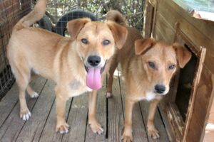 eddy pfotenherz IMG001 eddy pfotenherz IMG001