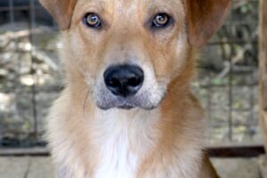 eddy pfotenherz IMG002 eddy pfotenherz IMG002