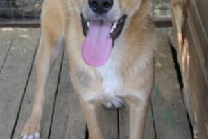 eddy pfotenherz IMG006 eddy pfotenherz IMG006