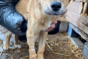 eddy pfotenherz IMG007 eddy pfotenherz IMG007