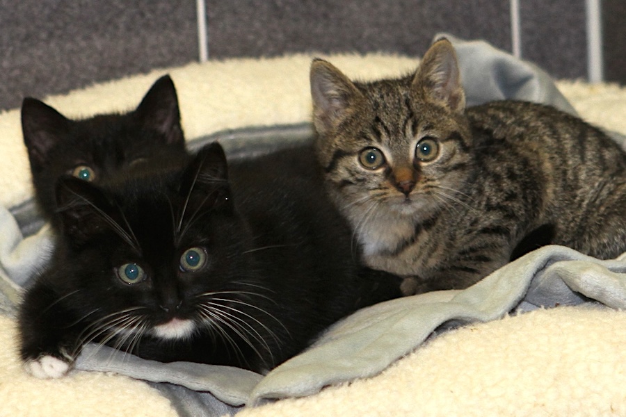 falco fantasia franny IMG_5447we