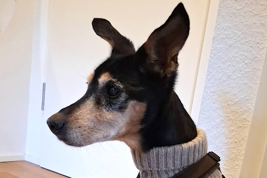 fraya 001-1 fraya 001-1