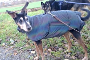 fraya IMG001 fraya IMG001