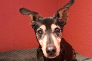 fraya IMG002 fraya IMG002