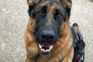 freya IMG_00020 freya IMG_00020