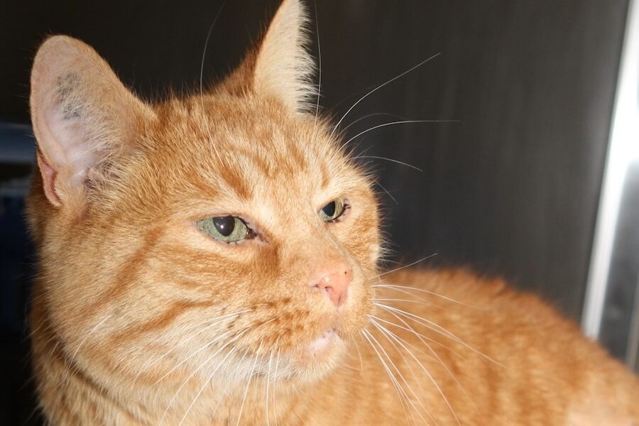 geraldo IMG_5514we Kopie geraldo IMG_5514we Kopie