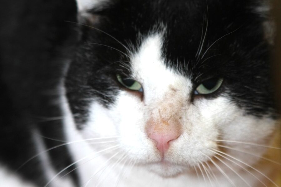 hagrid IMG_4504we hagrid IMG_4504we