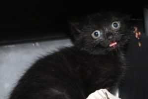 ikea MG_5517we ikea MG_5517we