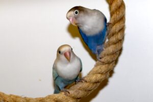 indigo skylar IMG_4465 indigo skylar IMG_4465