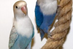 indigo skylar IMG_4466 indigo skylar IMG_4466