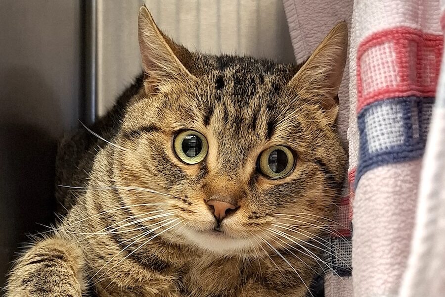 kardamon IMG_001 kardamon IMG_001