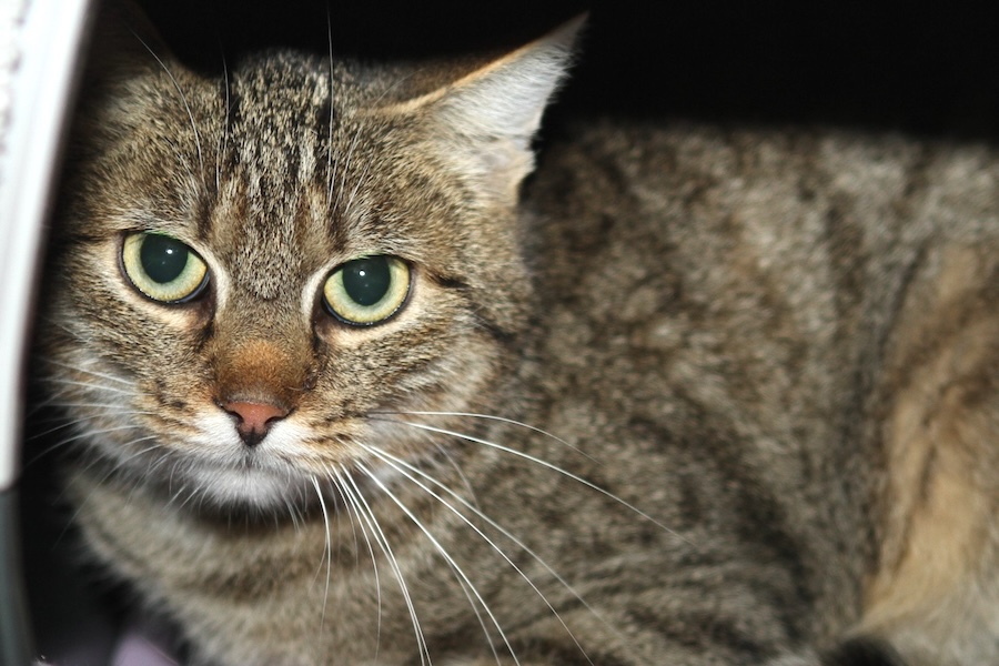 kerry IMG_4519we kerry IMG_4519we