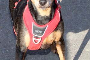 lilli bambi IMG_9767we