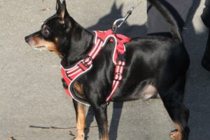 lilli bambi IMG_9769we