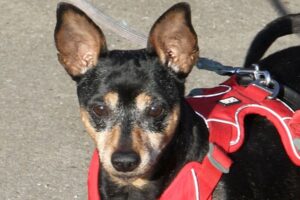 lilli bambi IMG_9770-2we