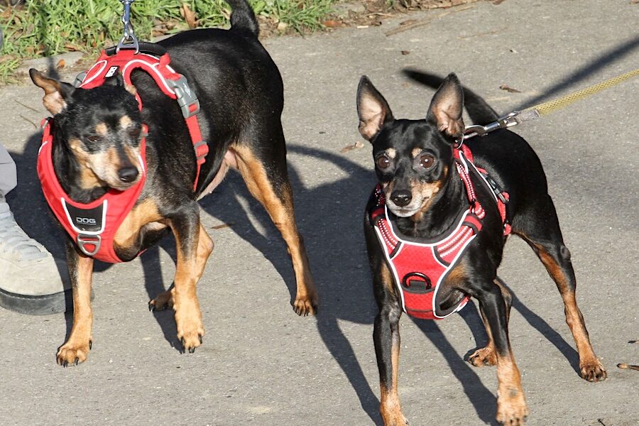 lilli bambi IMG_9773we