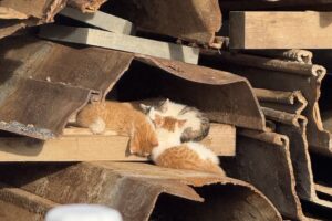 marvin melvin IMG_8638 marvin melvin IMG_8638