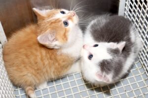 maxi matrix IMG_5237we maxi matrix IMG_5237we