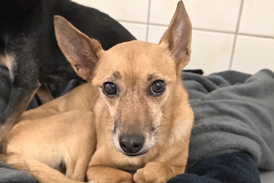 merle 20251119_173339-1