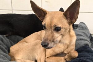 merle 20251119_173747we