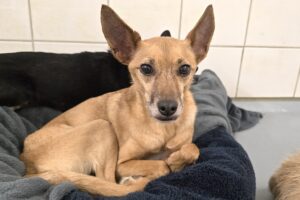 merle 20251119_173749