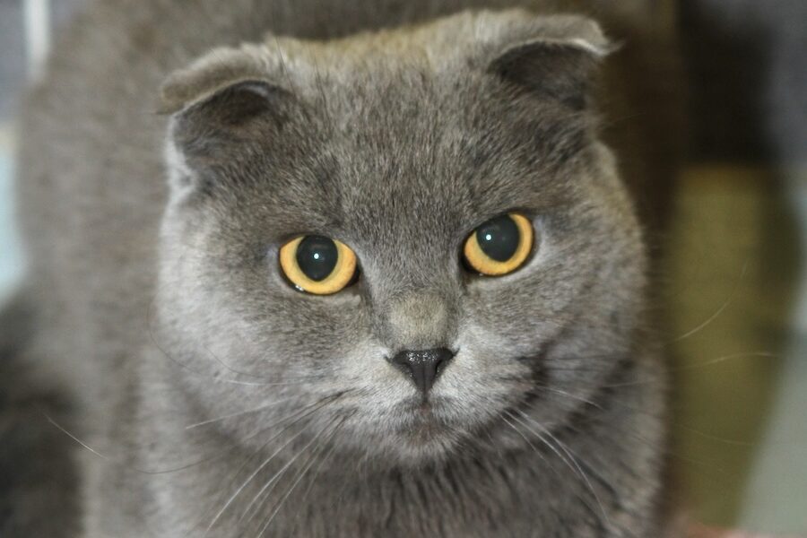 nala IMG_5046we nala IMG_5046we